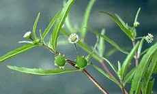 Chữa rụng tóc bằng thuốc Đông y